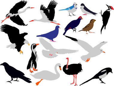 kuş koleksiyonu vektör