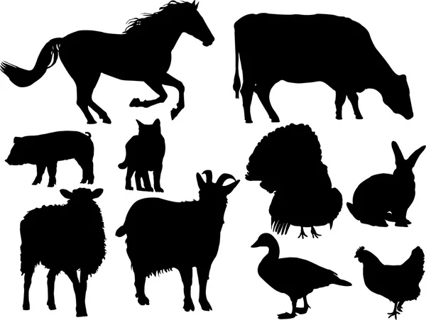 Farm animal vector — Stock Vector