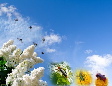 Simple postcard with bugs and sky clipart
