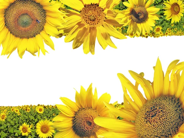 Collage ansichtkaart met zonnebloemen — Stockfoto