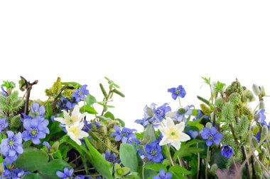 Springs flowers Hepatica nobilis clipart