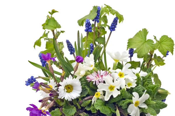 Coquetel de primavera com prímulas — Fotografia de Stock