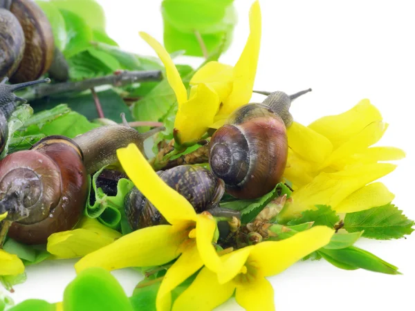 Small snails freedom — Stock Photo, Image