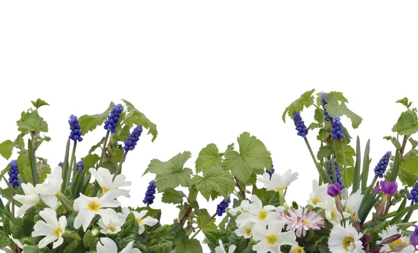 Spring postcard with primroses — Stock Photo, Image