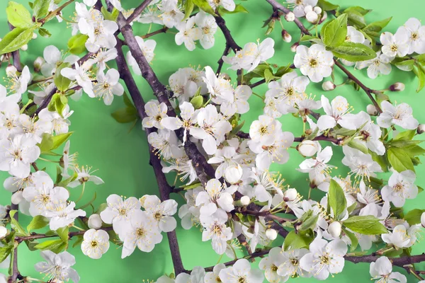 Blossoming wild plum — Stock Photo, Image