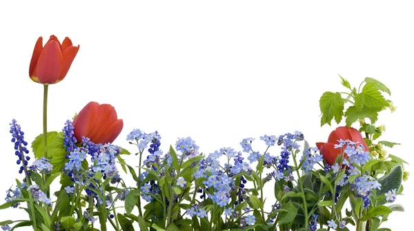 Frontera de miosotis y tulipanes — Foto de Stock