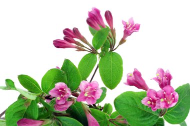 Pink Weigela background clipart