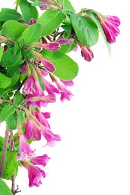 Pink Weigela postcard clipart