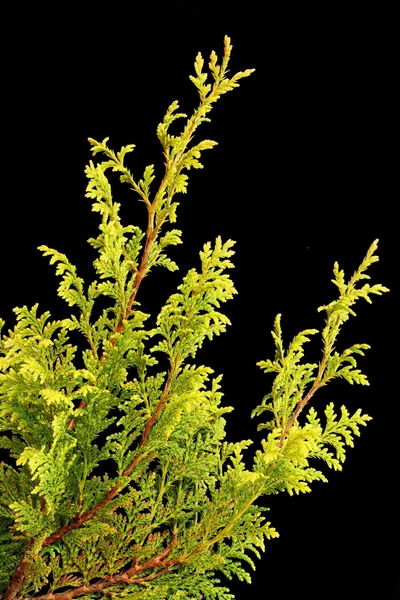 Filial af en gylden thuja - Stock-foto