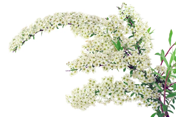 Branch of white Spiraea — Stock Photo, Image