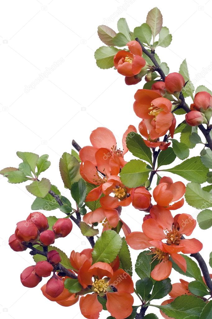 Blossoming Japanese quince (Chaenomeles)