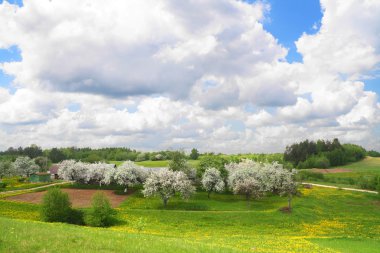 May andscape with blossoming apple-trees clipart