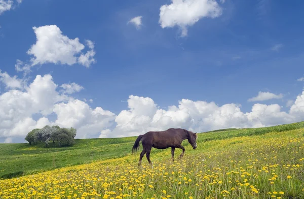 Koně, obloha a louka — Stock fotografie
