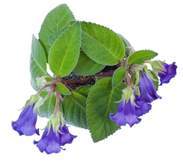 "Violett Gloxinia "na białym tle — Zdjęcie stockowe