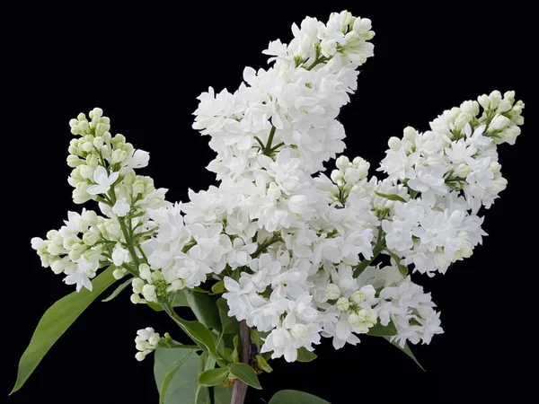 Branco lilás isolado em preto — Fotografia de Stock