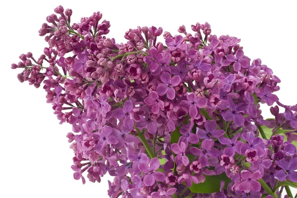 Фіолетовий бузкового фону — стокове фото