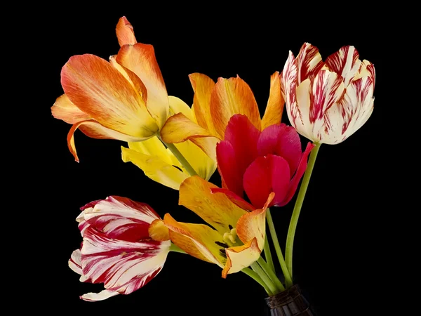 Рідкісні тюльпани на чорному — стокове фото