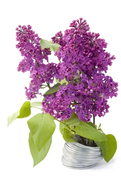 Branch of a lilac and wire — Stock Photo, Image