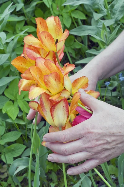 Cuidado del concepto de tulipanes —  Fotos de Stock