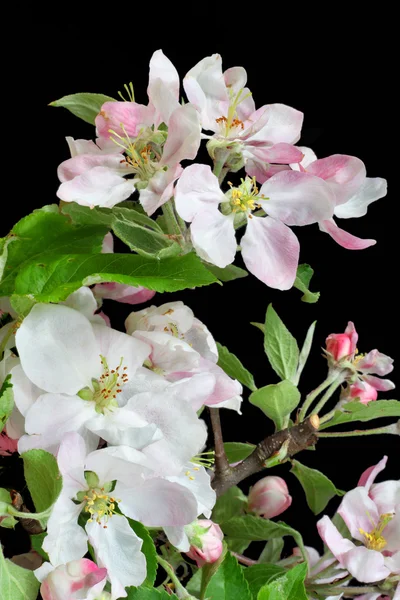 Enstaka blommande apple — Stockfoto