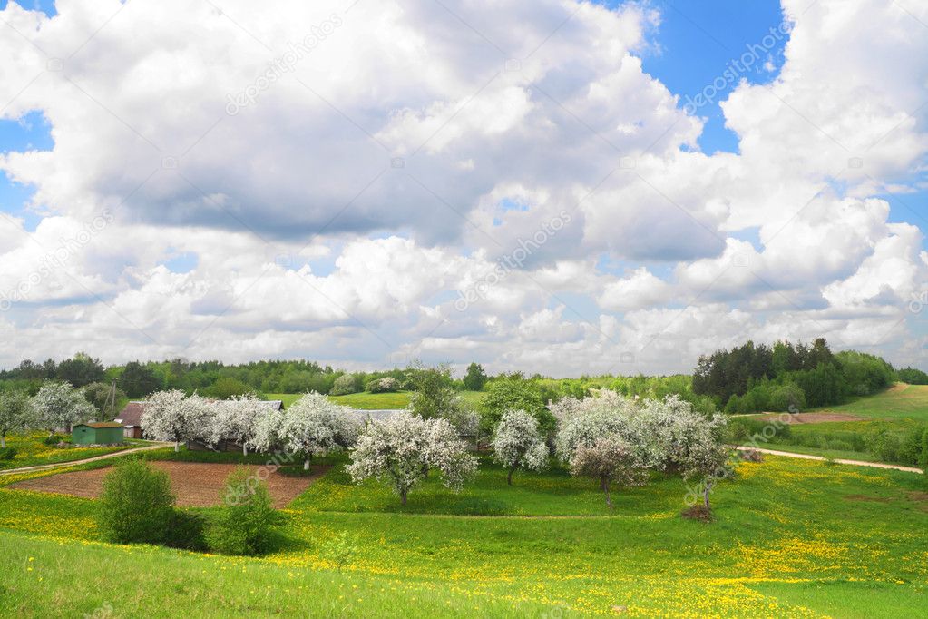 May andscape with blossoming apple-trees