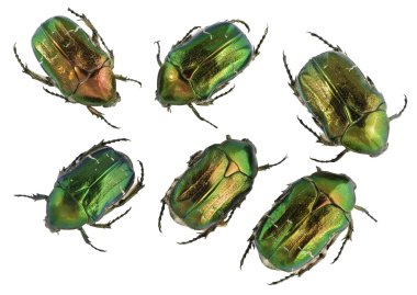 Emerald gold bugs set clipart