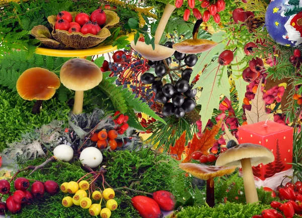 Berries and plants of autmn wood — Stock Photo, Image