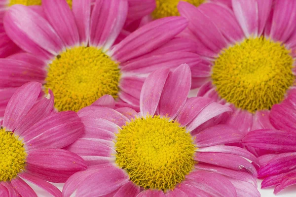 Μακροεντολή φόντο ροζ camomiles — Φωτογραφία Αρχείου