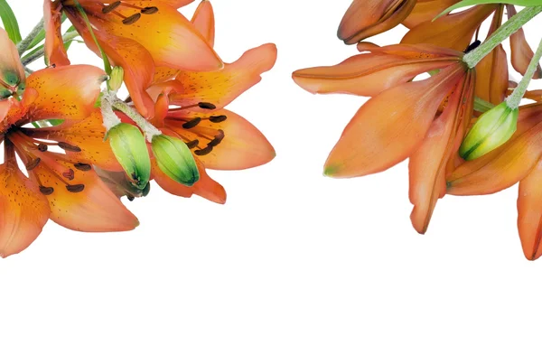 De grote oranje tuin lelies briefkaart — Stockfoto