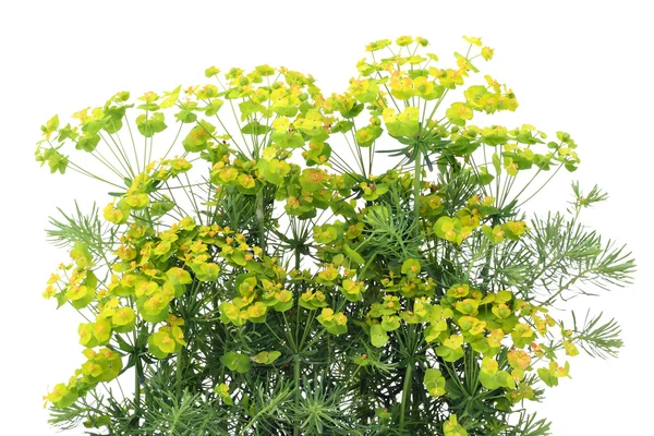 Decorative "Euphorbia " background — Stock Photo, Image