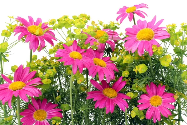 Pink camomiles background — Stock Photo, Image