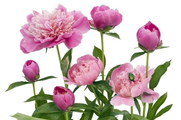 Розовые пионы июня и зеленый жук — стоковое фото