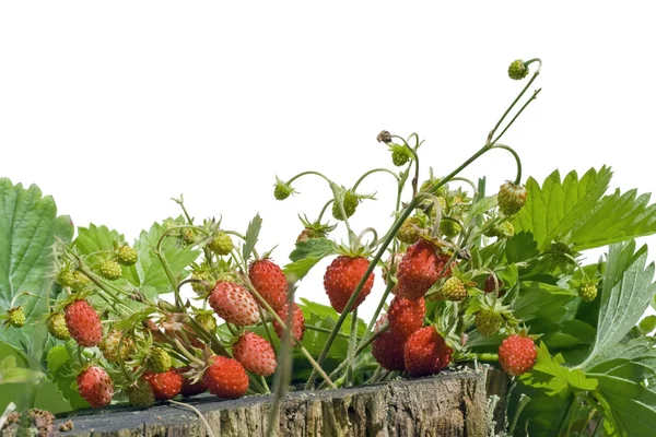 Wood wild strawberry — Stock Photo, Image