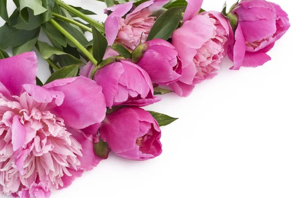 Bouquet di peonie rosa su un tavolo bianco — Foto Stock