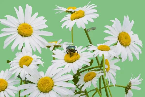 Green bug and white camomiles — Stock Photo, Image