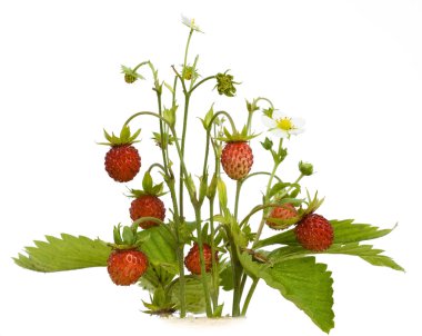 Isolated wood wild strawberry clipart