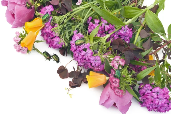 Diverse bloemen van juni en een groene bugs — Stockfoto
