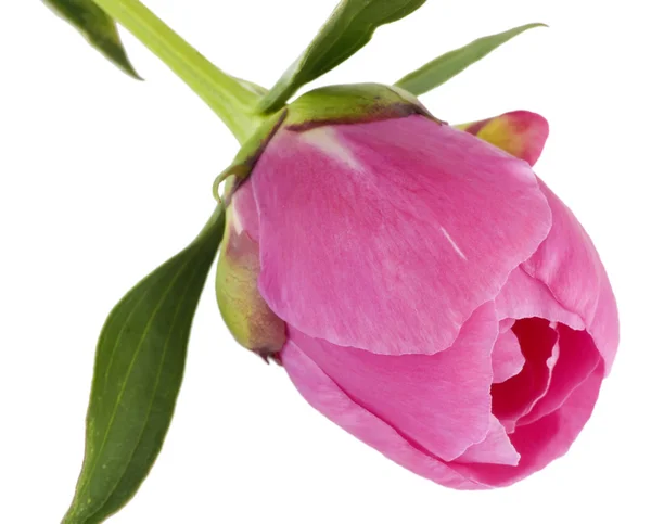 Bud of a young pink peony — Stock Photo, Image