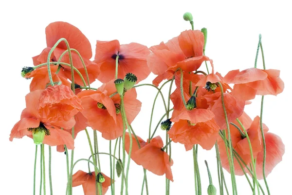 stock image Lonely withering poppies