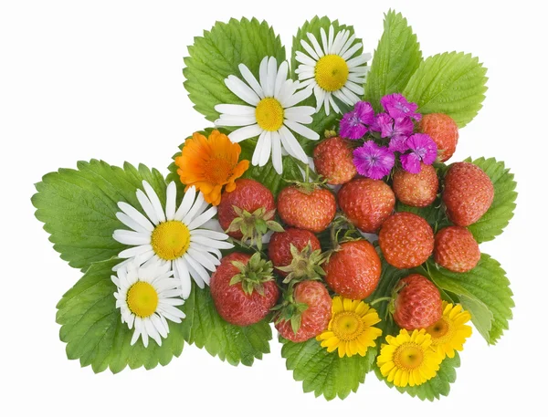 Garten Erdbeere und Blumen mischen sich — Stockfoto