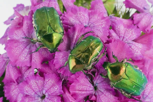 stock image Green bugs on pink flowers