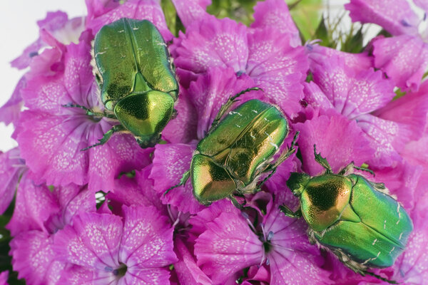 Green bugs on pink flowers