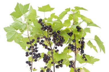 Branches of a black currant clipart