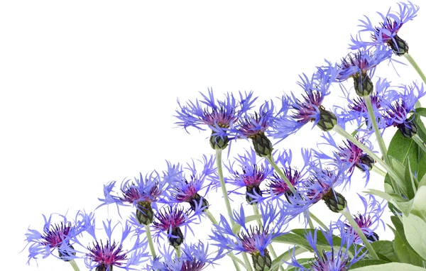 Blue cornflowers postcard — Stock Photo, Image