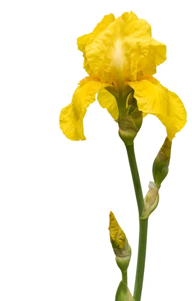 Iris jaune isolé — Photo