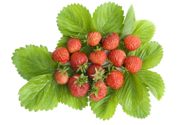 야생 딸기에서 메달 — 스톡 사진