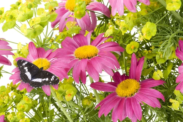 Pembe camomiles ve siyah kelebek kolaj — Stok fotoğraf