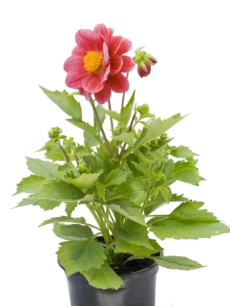 Piccolo fiore in un piccolo vaso — Foto Stock