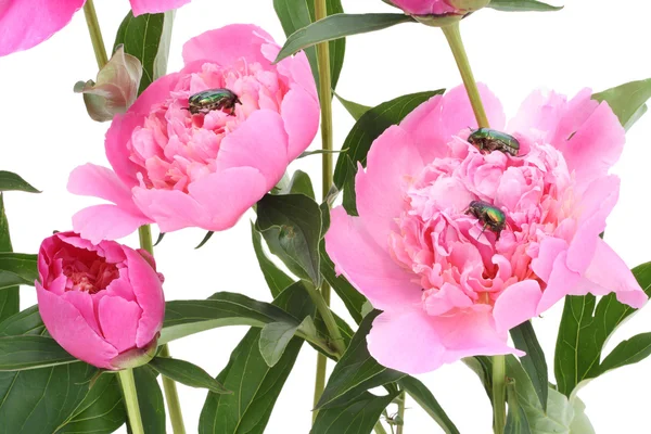 Pink peonies and bugs — Stock Photo, Image