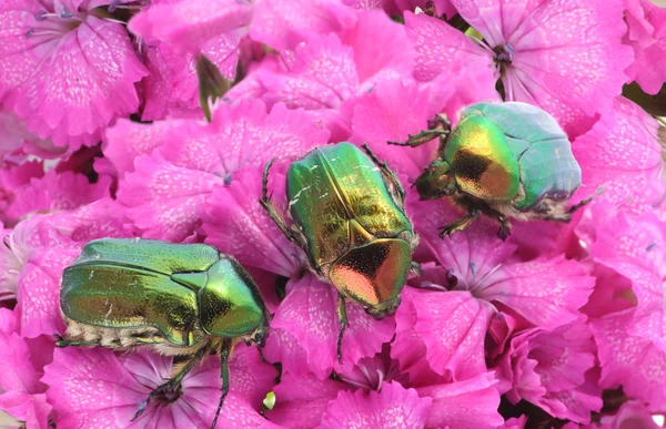 Insetos verdes em flores rosa — Fotografia de Stock